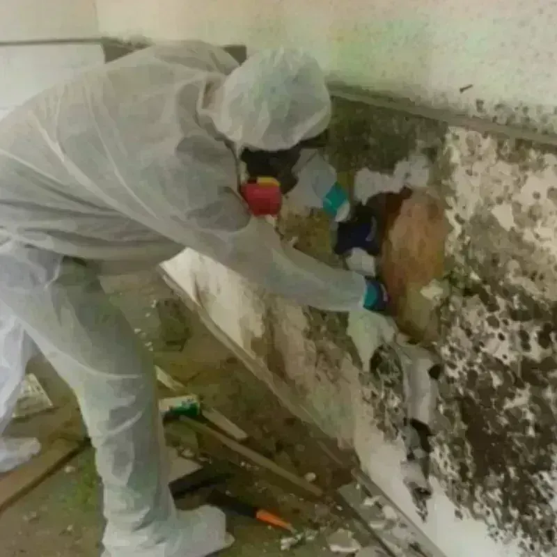 Mold Remediation and Removal in Santa Clara, PR